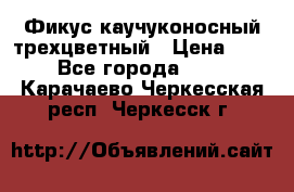 Фикус каучуконосный трехцветный › Цена ­ 500 - Все города  »    . Карачаево-Черкесская респ.,Черкесск г.